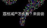 荔枝减产怎么救？来尝尝“冻眠荔枝”