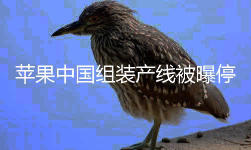 苹果手机的中国组装重要芯片