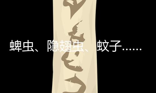 夏季该怎么办？蚊虫朱今巾说