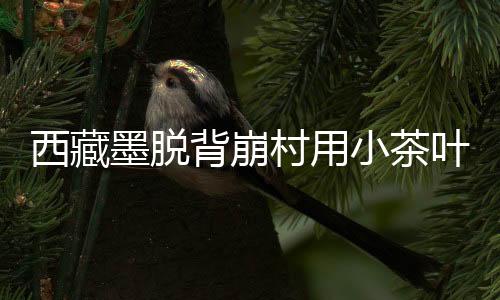 西藏小茶由茶叶公司收购销售