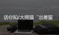 话你知/大熊猫“出差留洋” 自古有之