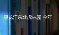 黑龙江东北虎林园 今年料诞百宝