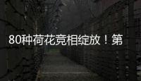 80种荷花竞相绽放！第三届横琴荷花节启幕