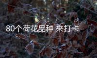 80个荷花品种 来打卡夏日花界顶流！第三届横琴荷花节开幕