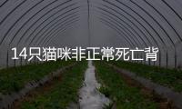 14只猫咪非正常死亡背后，警惕“踢猫效应”