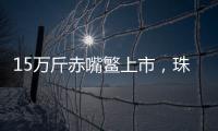 15万斤赤嘴鳘上市�，珠海海洋牧场迎来丰收时刻