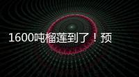 1600吨榴莲到了
	！预计本月中下旬降价