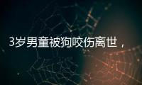 3岁男童被狗咬伤离世，城市流浪狗怎么管